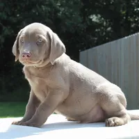 Tigger, a male Labrador Retriever for sale in Denton, MD – 2 of 4
