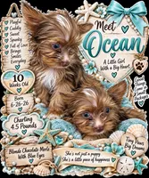 Ocean Pearl, a female Yorkshire Terrier for sale in Keller, TX – 1 of 3