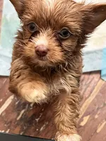 Reese, a female Yorkshire Terrier for sale in Keller, TX – 5 of 5