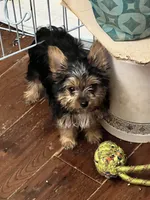 Willow, a female Yorkshire Terrier for sale in Keller, TX – 2 of 4