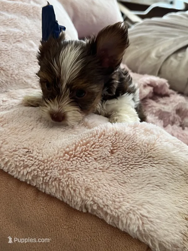 Pipper – Yorkshire Terrier puppy for sale in Keller, TX
