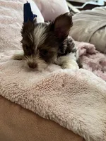 Pipper, a female Yorkshire Terrier for sale in Keller, TX – 1 of 3