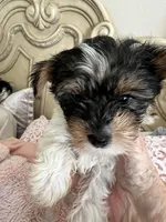 Charley, a male Yorkshire Terrier for sale in Keller, TX – Photo 2 of 4