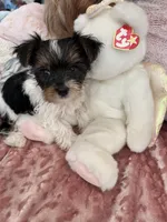 Charley, a male Yorkshire Terrier for sale in Keller, TX – Photo 4 of 4