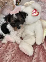 Charley, a male Yorkshire Terrier for sale in Keller, TX – Photo 3 of 4