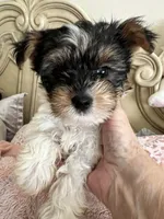 Charley, a male Yorkshire Terrier for sale in Keller, TX – Photo 1 of 4