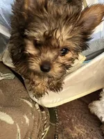 Lily, a female Yorkshire Terrier for sale in Keller, TX – 4 of 9