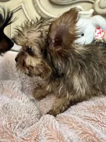 Lily, a female Yorkshire Terrier for sale in Keller, TX – 5 of 9