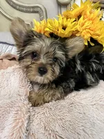 Huckleberry, a male Yorkshire Terrier for sale in Keller, TX – 2 of 5