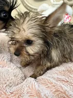 Lily, a female Yorkshire Terrier for sale in Keller, TX – 8 of 9