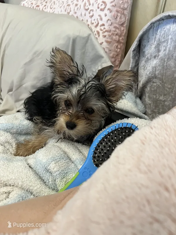 Chloe – Yorkshire Terrier puppy for sale in Keller, TX