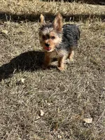 Maverick, a male Yorkshire Terrier for sale in Keller, TX – 4 of 4