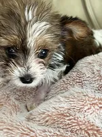 Candi, a female Yorkshire Terrier for sale in Keller, TX – Photo 3 of 6