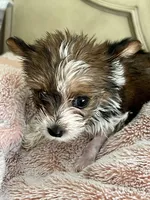 Candi, a female Yorkshire Terrier for sale in Keller, TX – Photo 1 of 6