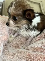 Candi, a female Yorkshire Terrier for sale in Keller, TX – Photo 6 of 6