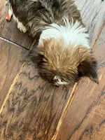 Candi, a female Yorkshire Terrier for sale in Keller, TX – Photo 4 of 6