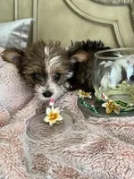 Candi, a female Yorkshire Terrier for sale in Keller, TX – Photo 5 of 6