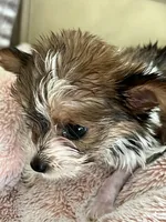 Candi, a female Yorkshire Terrier for sale in Keller, TX – Photo 2 of 6