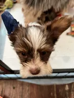 Pipper, a female Yorkshire Terrier for sale in Keller, TX – 3 of 3
