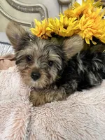 Huckleberry, a male Yorkshire Terrier for sale in Keller, TX – 3 of 5