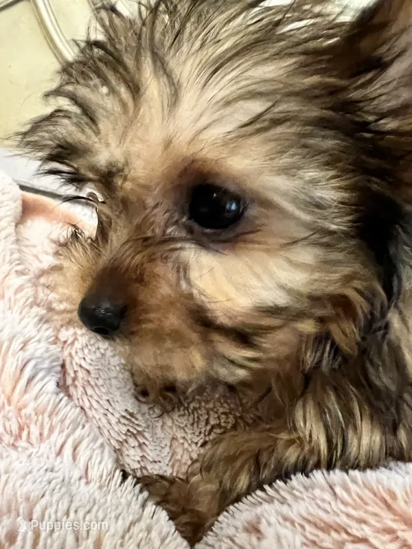 Lily – Yorkshire Terrier puppy for sale in Keller, TX