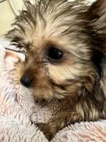 Lily, a female Yorkshire Terrier for sale in Keller, TX – 1 of 9