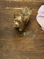 Ocean Pearl, a female Yorkshire Terrier for sale in Keller, TX – 3 of 3