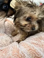 Lily, a female Yorkshire Terrier for sale in Keller, TX – 6 of 9