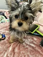 Chloe, a female Yorkshire Terrier for sale in Keller, TX – 2 of 3