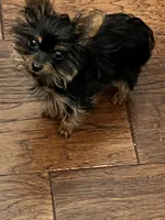 Doodle bug, a male Yorkshire Terrier for sale in Keller, TX – 4 of 5
