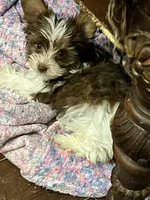 Daisy, a female Yorkshire Terrier for sale in Keller, TX – 6 of 6
