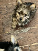 Lily, a female Yorkshire Terrier for sale in Keller, TX – 7 of 9