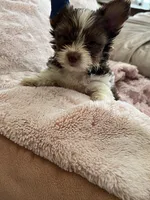 Pipper, a female Yorkshire Terrier for sale in Keller, TX – 2 of 3
