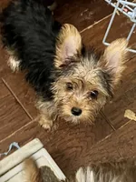 Maverick, a male Yorkshire Terrier for sale in Keller, TX – 1 of 4