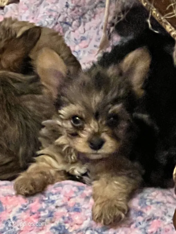 Lily – Yorkshire Terrier puppy for sale in Keller, TX