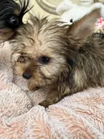 Lily, a female Yorkshire Terrier for sale in Keller, TX – 2 of 9