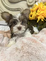 Daisy, a female Yorkshire Terrier for sale in Keller, TX – 5 of 6