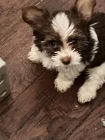 Daisy, a female Yorkshire Terrier for sale in Keller, TX – 3 of 6