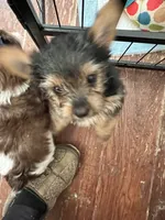 Dak, a male Yorkshire Terrier for sale in Keller, TX – 4 of 4