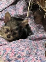 Lily, a female Yorkshire Terrier for sale in Keller, TX – 3 of 3
