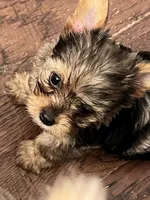 Huckleberry, a male Yorkshire Terrier for sale in Keller, TX – 5 of 5