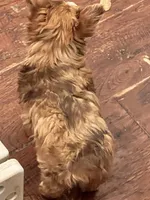 Reese, a female Yorkshire Terrier for sale in Keller, TX – 2 of 5