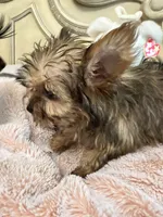 Lily, a female Yorkshire Terrier for sale in Keller, TX – 9 of 9