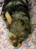 Dak, a male Yorkshire Terrier for sale in Keller, TX – 3 of 4