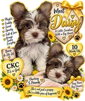 Daisy, a female Yorkshire Terrier for sale in Keller, TX – 1 of 6