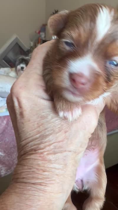 Reese, a female Yorkshire Terrier for sale in Keller, TX – 3 of 5
