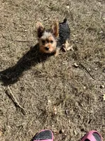 Maverick, a male Yorkshire Terrier for sale in Keller, TX – 3 of 4