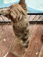 Reese, a female Yorkshire Terrier for sale in Keller, TX – 4 of 5