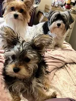 Chloe, a female Yorkshire Terrier for sale in Keller, TX – 3 of 3