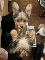 Maverick, a male Yorkshire Terrier for sale in Keller, TX – 2 of 4